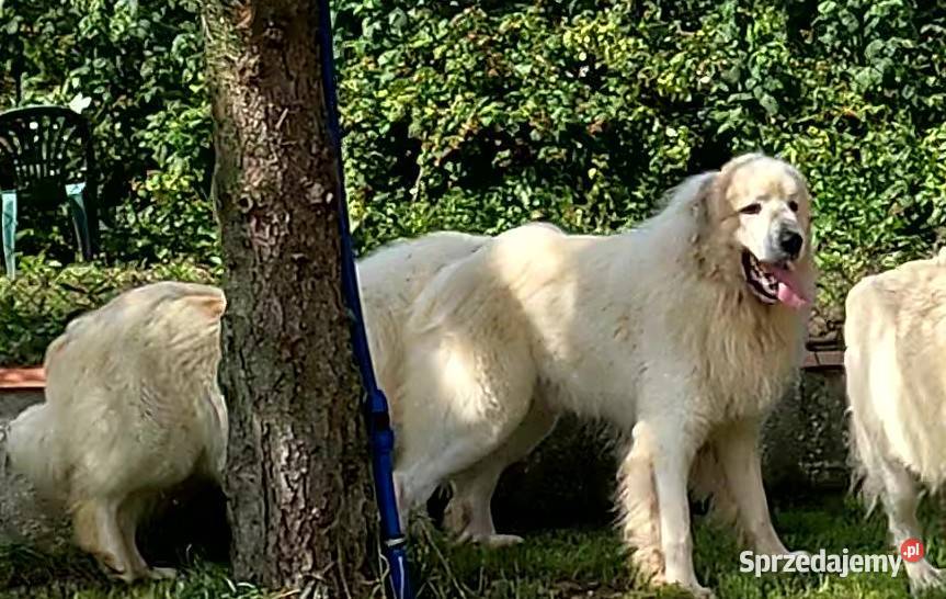Pirenejski pies górskiowczarek podhalański sprzedam