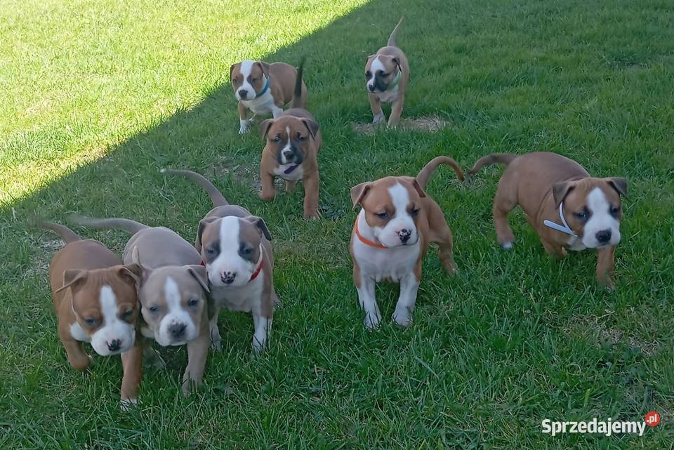 American Staffordshire Terrier podlaskie Białystok