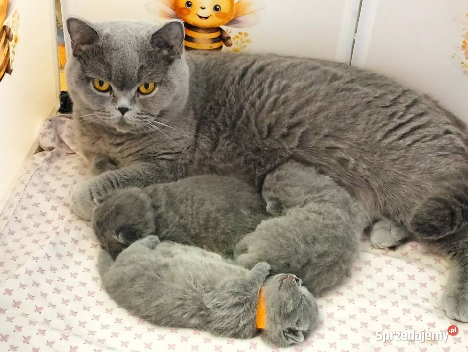 Kocięta niebieskie pięknych rodzicach Rodowód Łódź