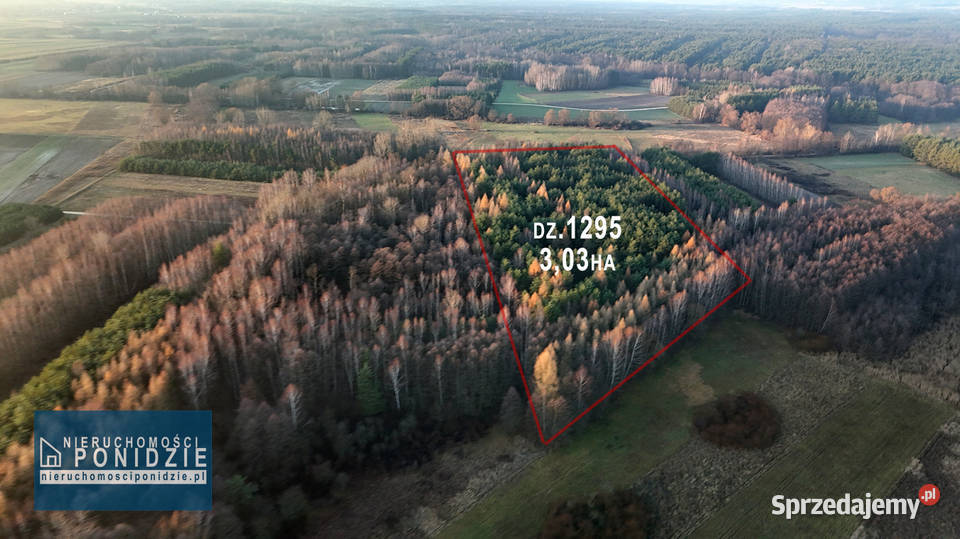 Działka 303 ha Skrobaczów gm Stopnica Sprzedaż sprzedam