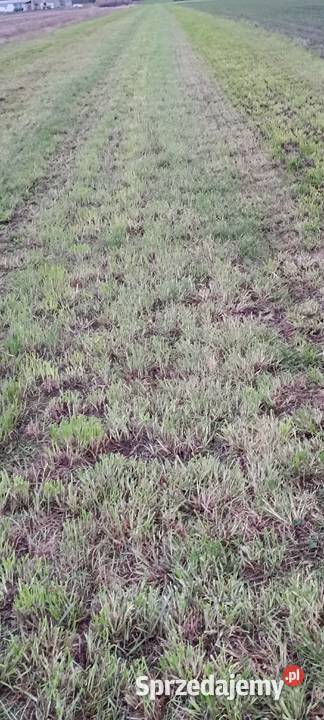 Siewnik do podsiewu traw łąk wielkopolskie