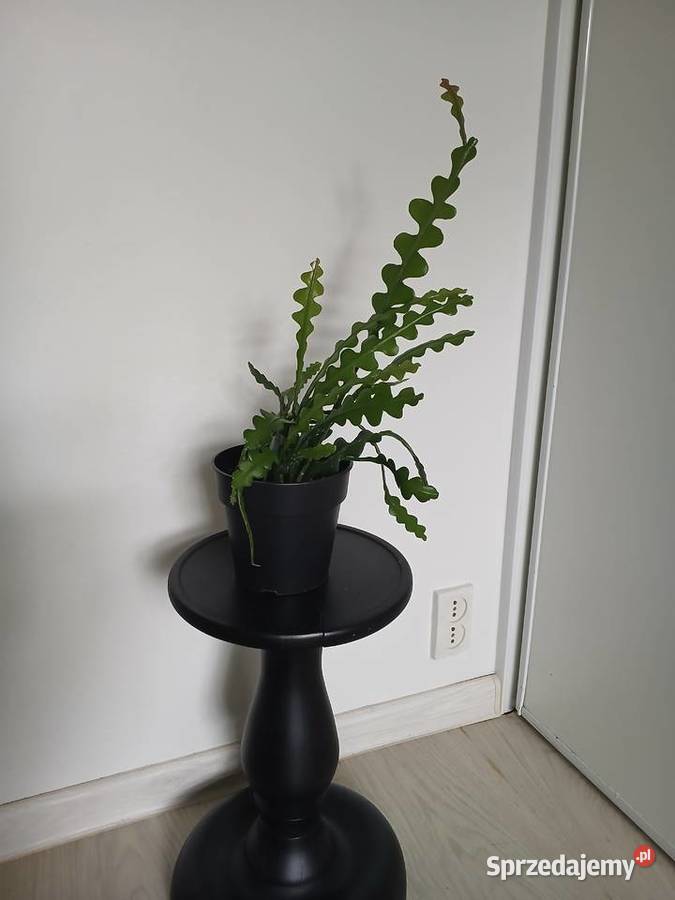 Epiphyllum anguliger kaktus zygzakowaty zygzak Częstochowa