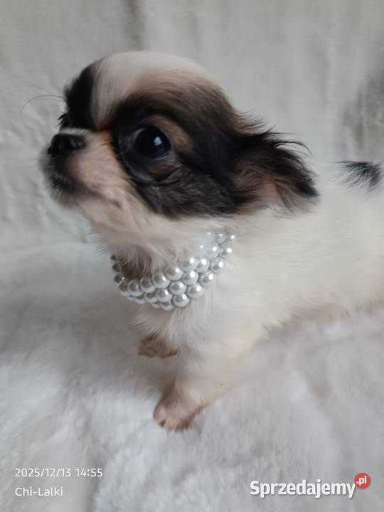 Chihuahua xxs chłopiec samiec dlugowlosy sprzedam