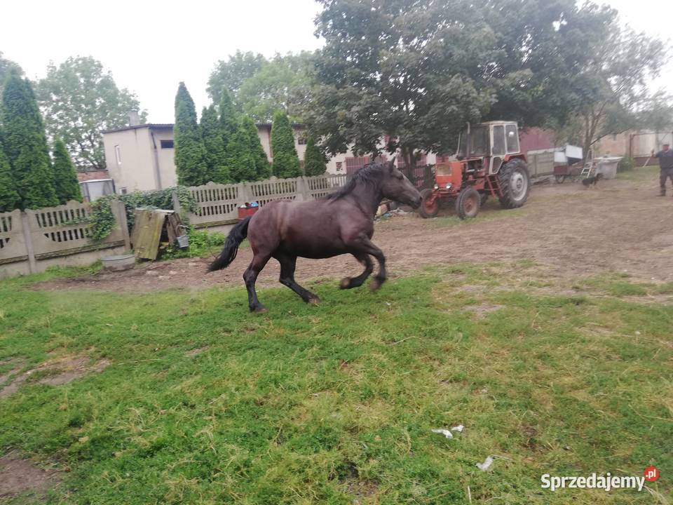 konie zimnokrwiste 3 letnie Koluszki sprzedam