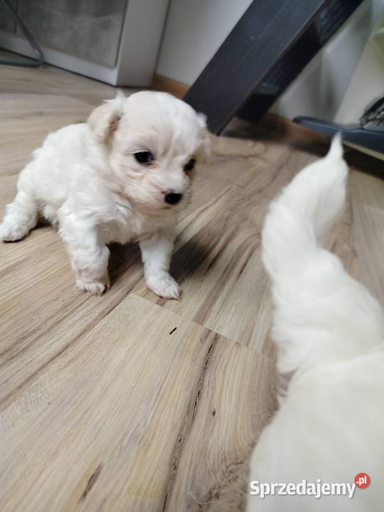 Maltipoo F1 xs Chojnice