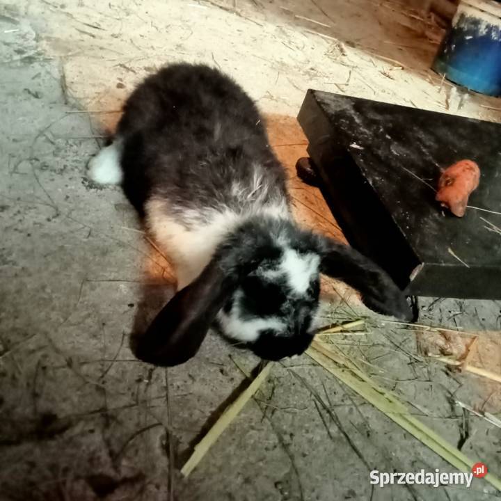 Sprzedam króliki w różnym wieku sprzedam