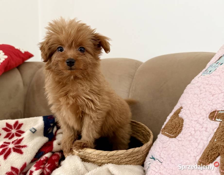 POMAPOO szpic miniaturowy pudel toy suczka Rębieskie