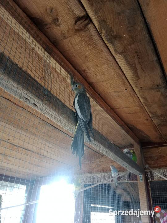 Młode nimfy Warszowice