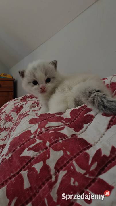 Cudowne kociaki Ragdoll Championie FPL rodowód Lublin