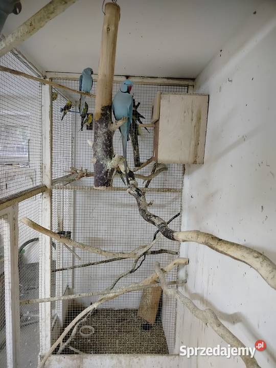 Para aleksandret 2023 Jarosław