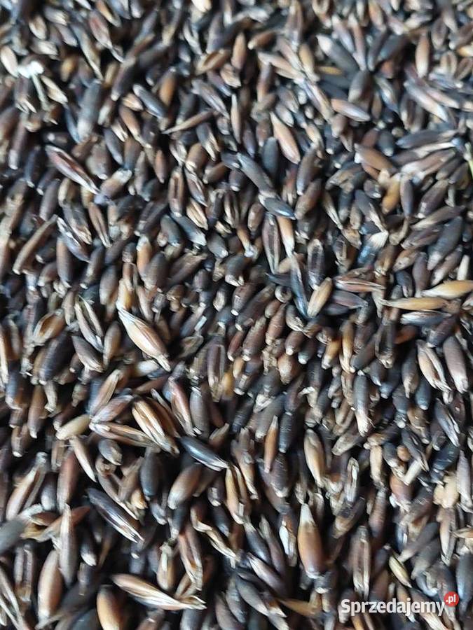 Owies czarny gniady Transport