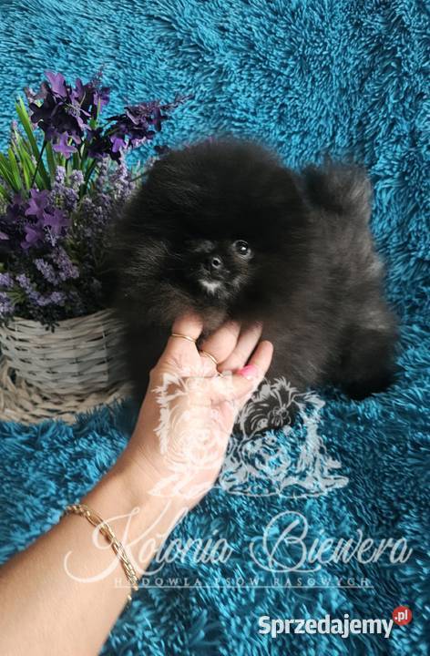 Pomeranian Szpic Miniaturowy śliczne pieski łódzkie Sędziejowice