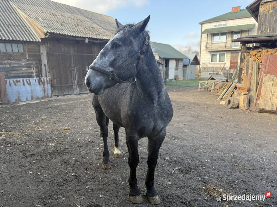 Młoda klacz rasy zimnokrwistej Chomęciska Małe