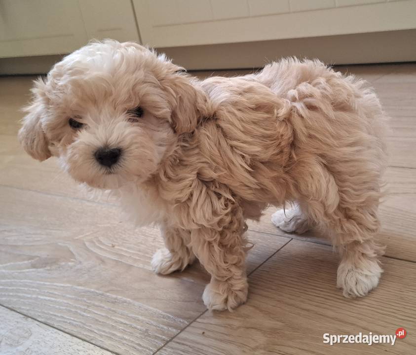 Maltipoo 10tyggotowe do nowego domuinteligencja