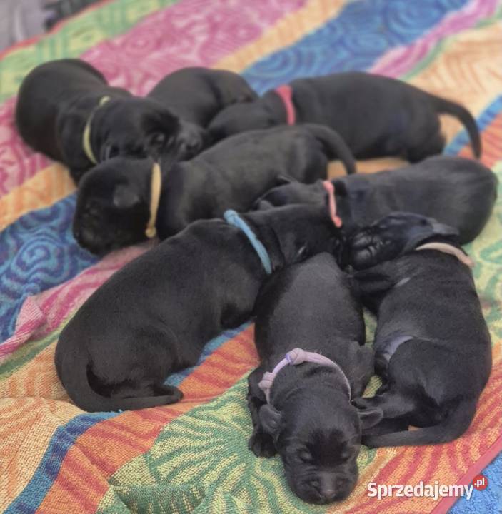 Sznaucer olbrzym szczenię Sznaucer lubuskie Nowa Sól