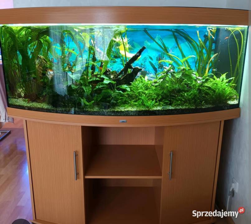 Akwarium juwel vision 450 l Ryby świętokrzyskie Włoszczowa
