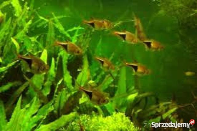rybki zwonowice neon razbora klinowa krewetki śląskie Zwonowice