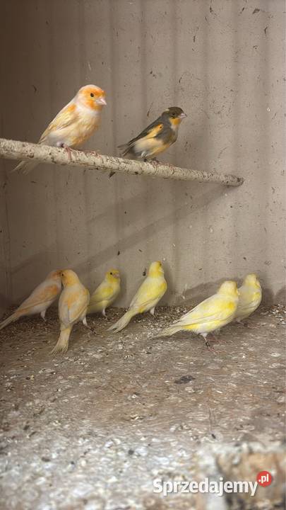 Kanarki Samce 2025 małopolskie Cianowice