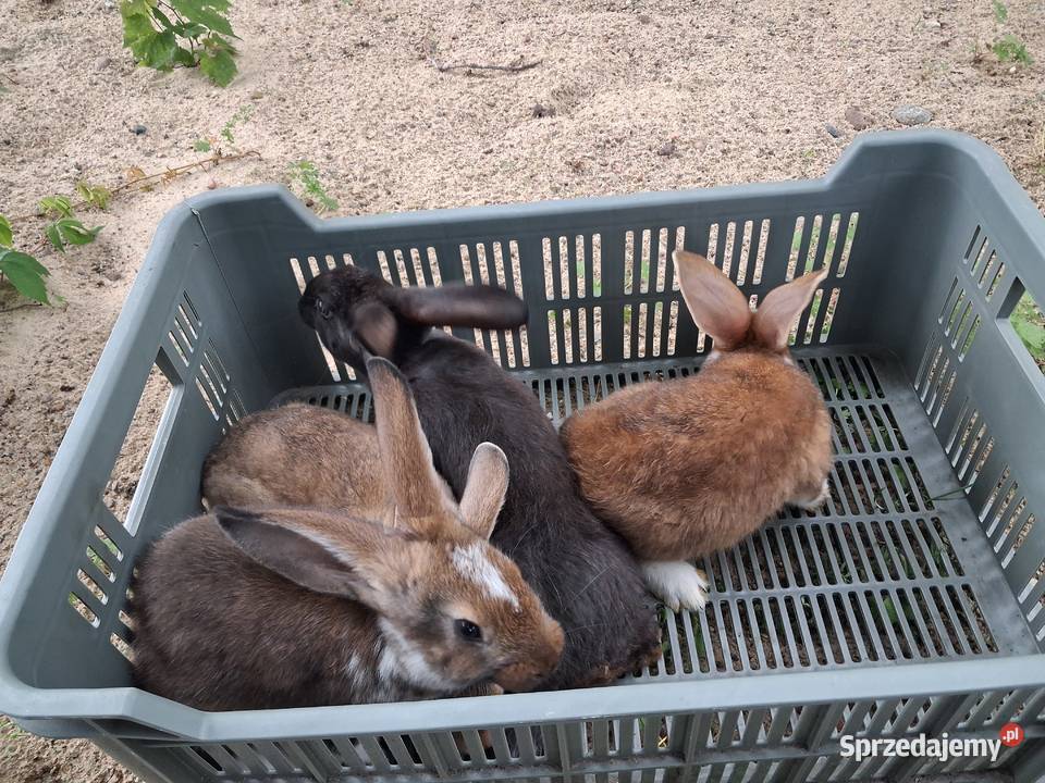 Młode samice 2 miesięczne Siedlce