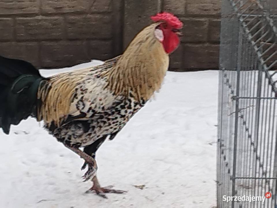 Sprzedam koguty ozdobne kogut Wyandotte Zwierzęta Kalisz