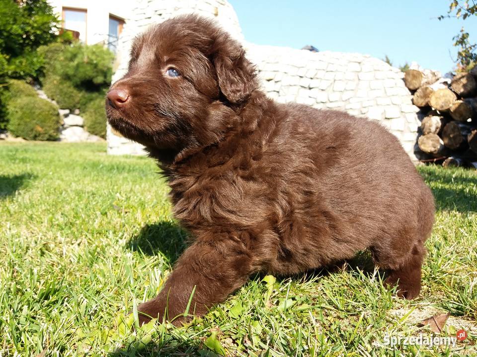 Owczarek niemiecki Black i Liver opisie Zwierzęta Świerklany