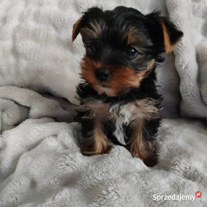 Piesek Yorkshire terrier Łążynek