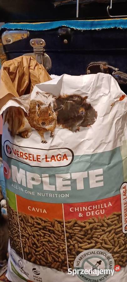 Świnki morskie rasy Teddy imiona Marianki 55 Swarzędz