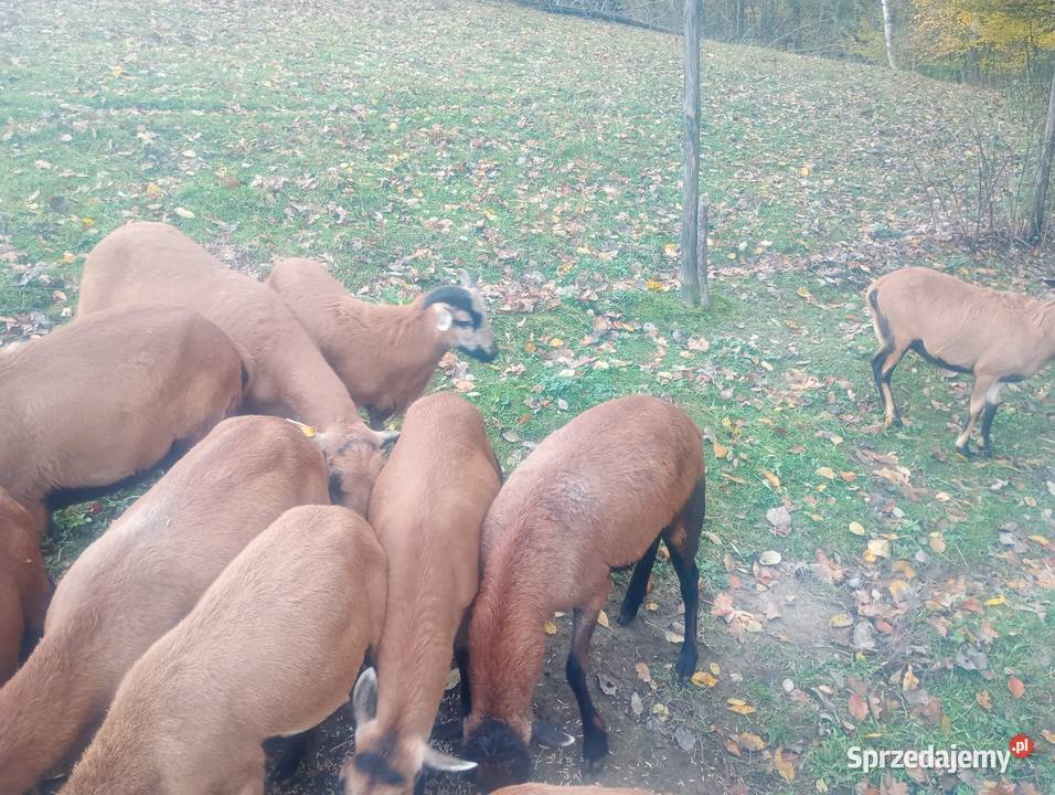 Sprzedam młode owce i tryki kameruńskie