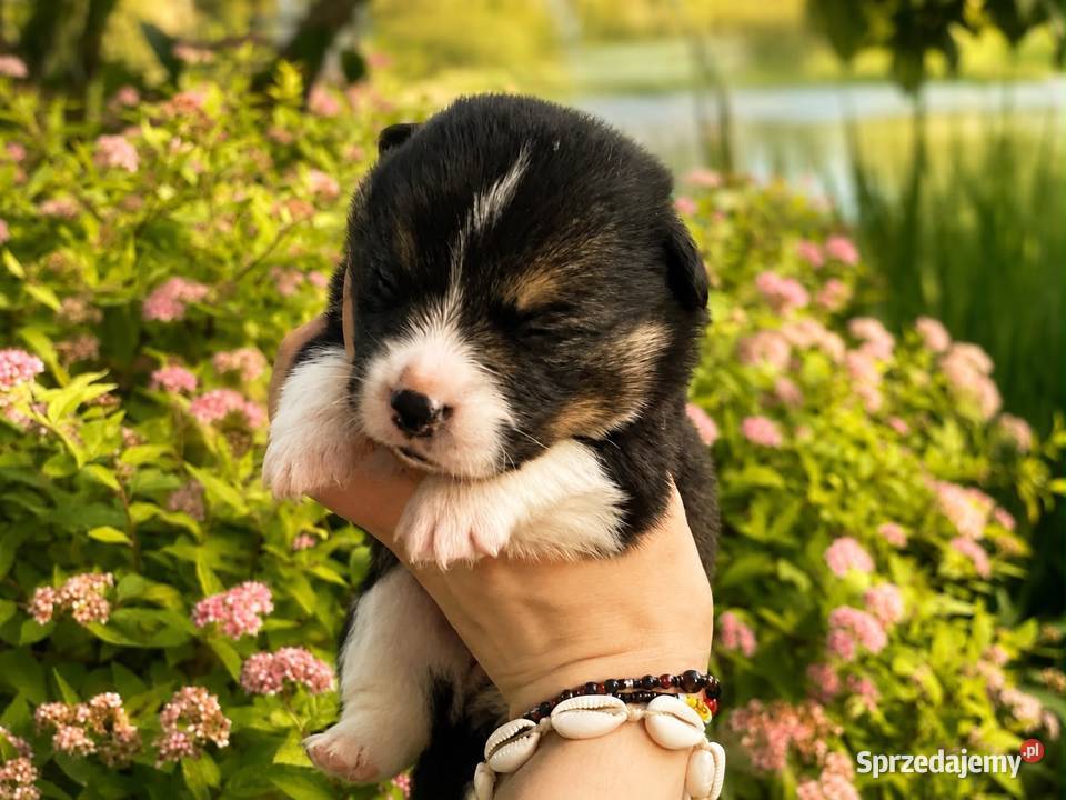 Szczenięta Welsh Corgi Pembroke FCI Bełchatów sprzedam