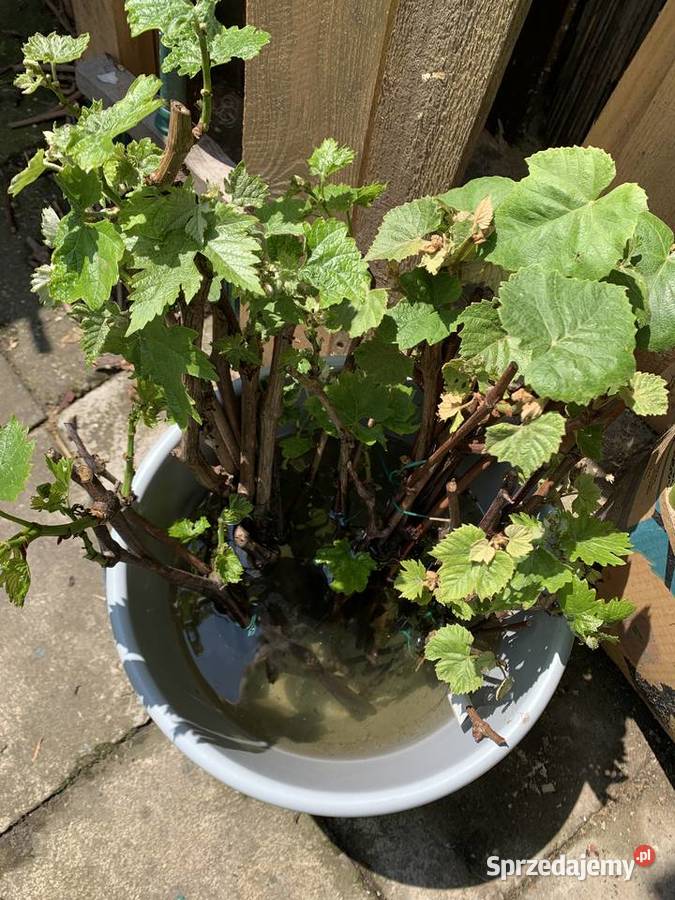 Sadzonki winogrona białe duże smaczne 5 Ogród Stalowa Wola