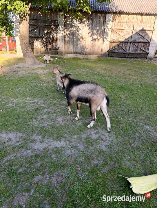 Kozy Miniaturki Samiec i Samica Zdziechowice Drugie