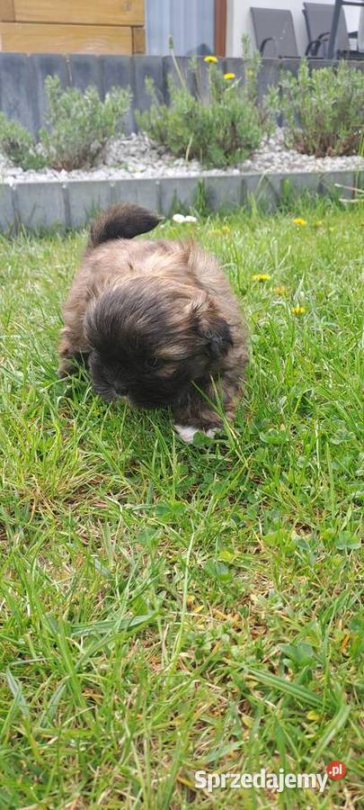 Sliczny piesek shihtzu Bodzentyn