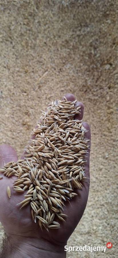 Owies Zamość sprzedam