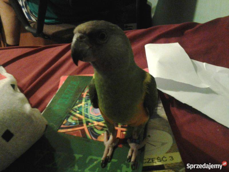 Senegalka afrykanka SAMICA 2011r ręcznie