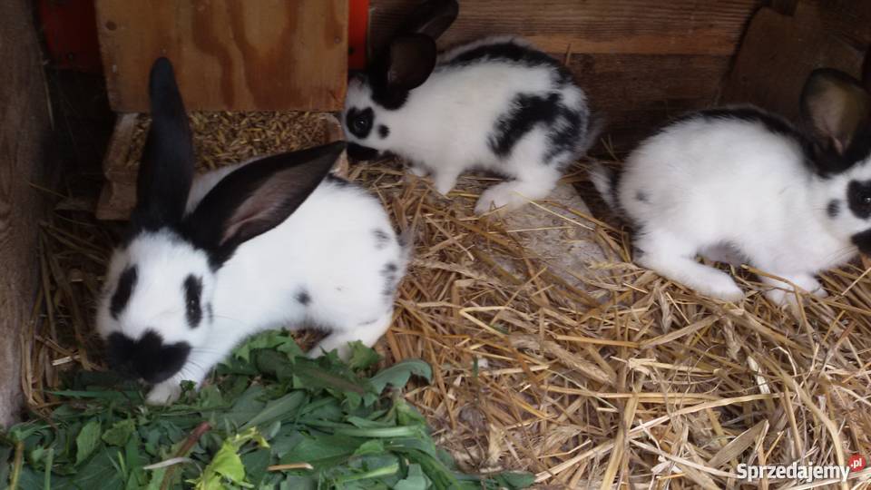 Młode króliki OSC Olbrzym Srokacz Czarny do ne Gryzonie Dubicze Cerkiewne sprzedam