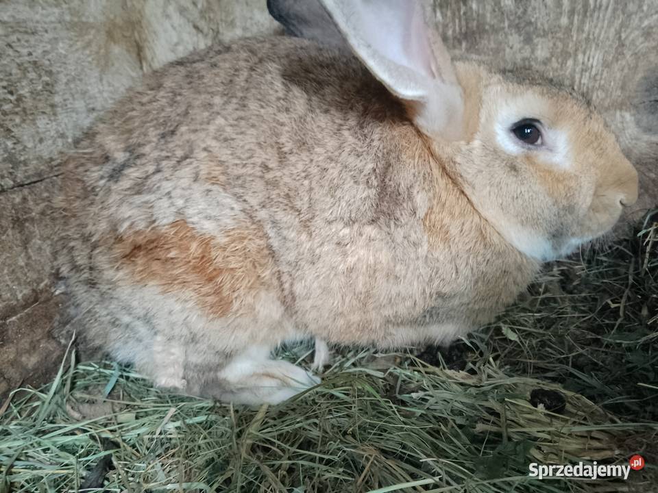 Królik Brnik
