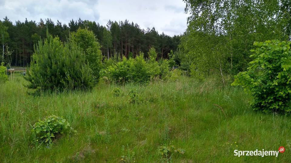 Działka rekreacyjna sprzedam Trzepnica