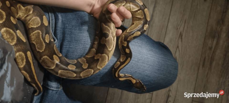 Pyton królewski regius z terrarium łódzkie Łódź