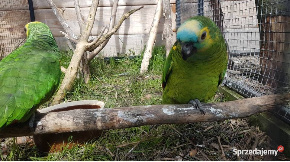 Amazonka niebieskoczelna Bystra