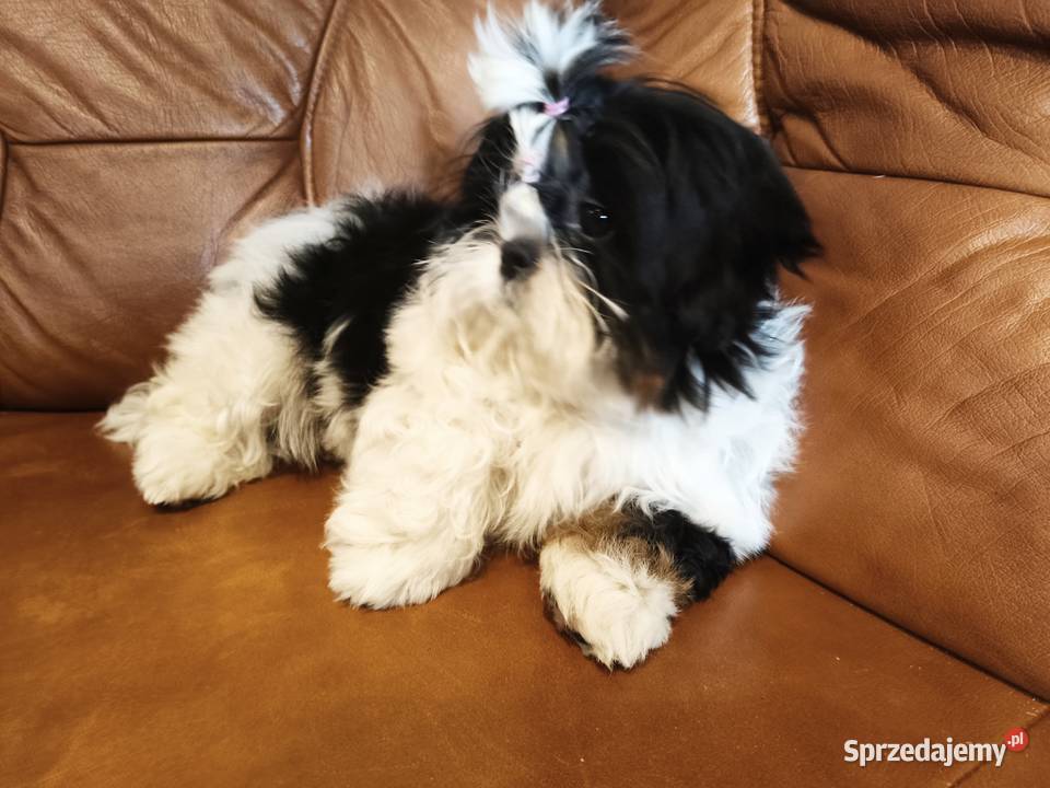 Shih tzu suczka piękna