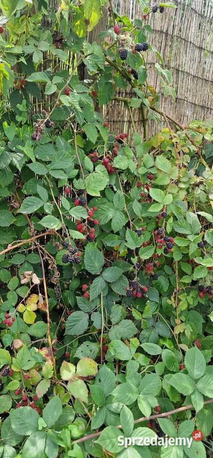 Sprzedam działkę rekreacyjna ROD stare stawy