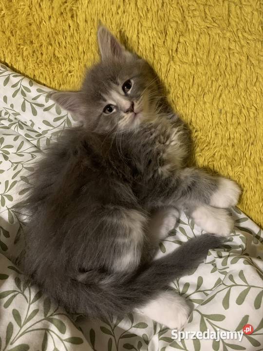 Maine Coon Srebno Biały Pręgowany szarobiały