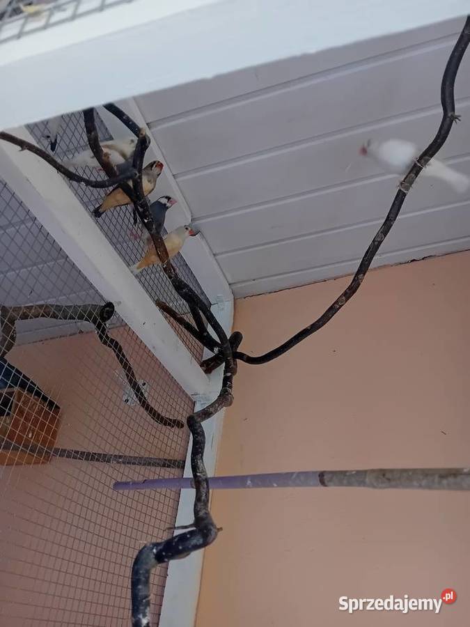 Kanarki zeberki papugi kolorowe Ptaki Zwierzęta Siedlce sprzedam