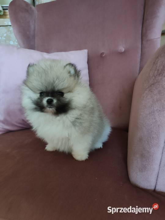 Szpic miniaturowy pomeranian suczka mini wielkopolskie Turek
