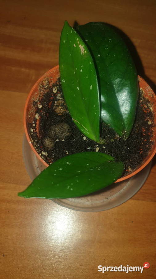 Hoya hoja kwiat rosnący 4 Zielone Warszawa