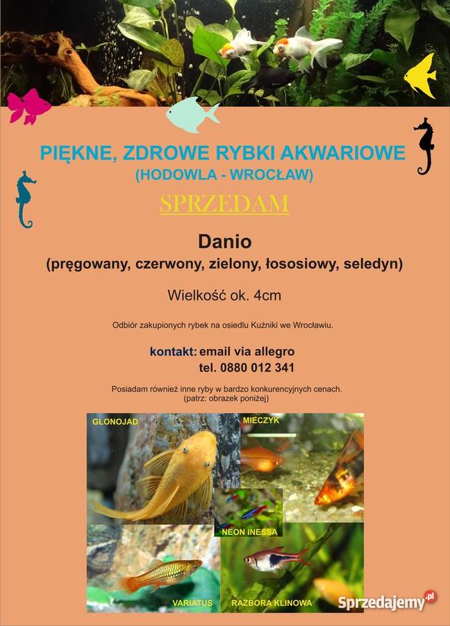 Rybki akwariowe danio Pozostałe dolnośląskie Wrocław