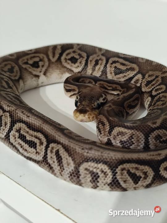 Samiczka pyton królewski Pruszków