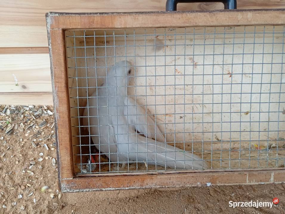 Rozele królewskie Zduńska Wola