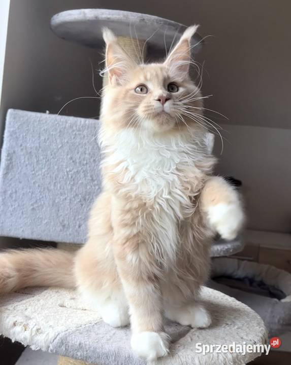 Maine Coon Rudo biały Wińsko