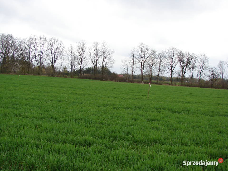 Działka rzeką Narew utwardzona mazowieckie Gzowo sprzedam